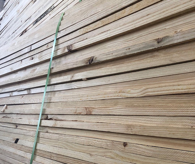 精河巴西松